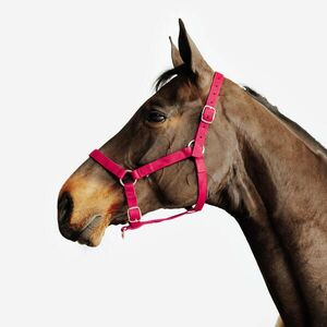 Căpăstru Echitaţie SCHOOLING Roșu Cal/Ponei imagine